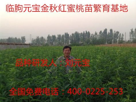 点击查看详细信息<br>标题：元宝金秋红蜜桃苗 阅读次数：1788