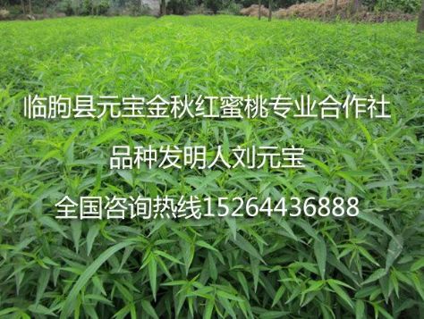点击查看详细信息<br>标题：元宝金秋红蜜桃苗 阅读次数：1935