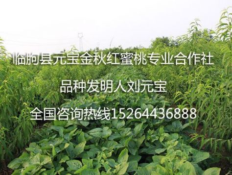 点击查看详细信息<br>标题：元宝金秋红蜜桃苗 阅读次数：2057