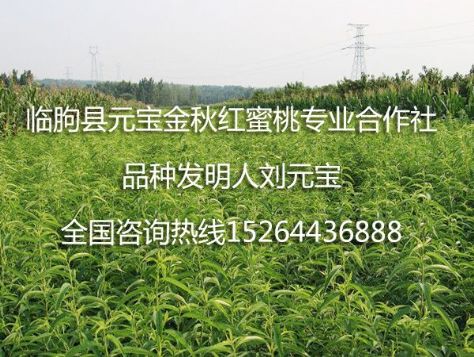 点击查看详细信息<br>标题：元宝金秋红蜜桃苗 阅读次数：1844