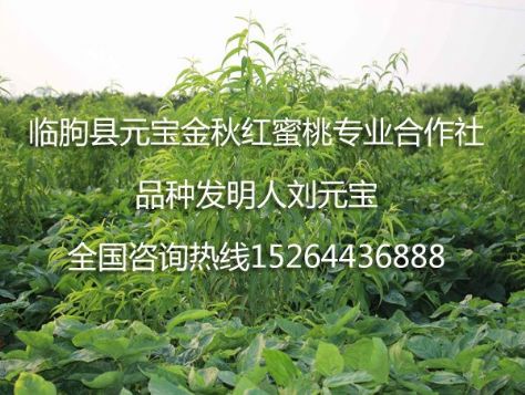 点击查看详细信息<br>标题：元宝金秋红蜜桃苗 阅读次数：1657
