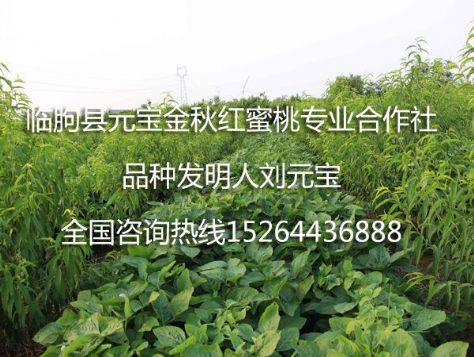 点击查看详细信息<br>标题：元宝金秋红蜜桃苗 阅读次数：1618