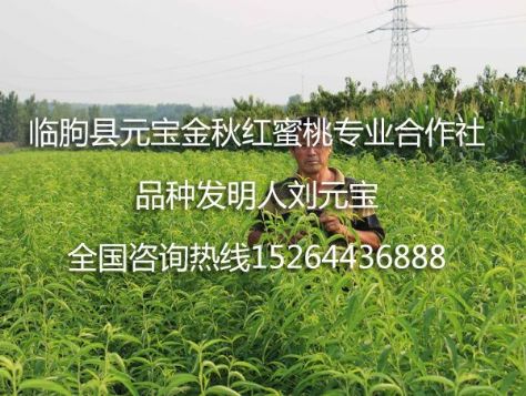 点击查看详细信息<br>标题：元宝金秋红蜜桃苗 阅读次数：1668