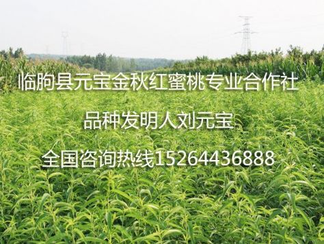 点击查看详细信息<br>标题：元宝金秋红蜜桃苗 阅读次数：1754