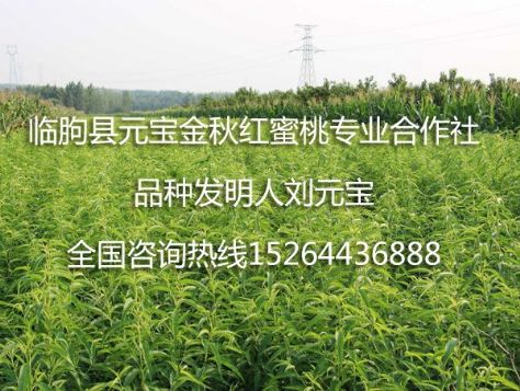 点击查看详细信息<br>标题：元宝金秋红蜜桃苗 阅读次数：1748