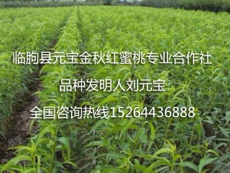 点击查看详细信息<br>标题：元宝金秋红蜜桃苗 阅读次数：1841