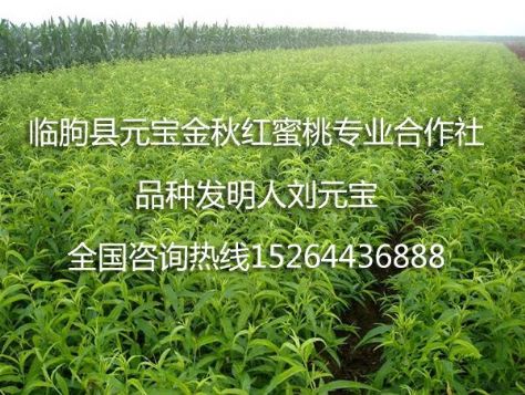 点击查看详细信息<br>标题：元宝金秋红蜜桃苗 阅读次数：1943