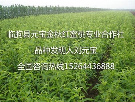 点击查看详细信息<br>标题：元宝金秋红蜜桃苗 阅读次数：1967