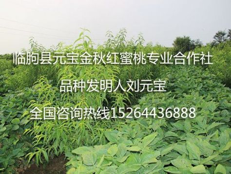 点击查看详细信息<br>标题：元宝金秋红蜜桃苗 阅读次数：2226