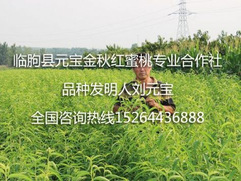 点击查看详细信息<br>标题：元宝金秋红蜜桃苗 阅读次数：2325