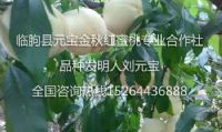 点击查看详细信息<br>标题：桃树上果袋 阅读次数：1884