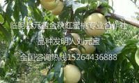 点击查看详细信息<br>标题：桃树 阅读次数：1845