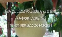 点击查看详细信息<br>标题：果袋 阅读次数：1807