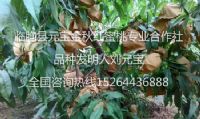 点击查看详细信息<br>标题：果袋 阅读次数：1814