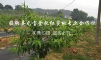 点击查看详细信息<br>标题：2015年夏季安徽安庆技术服务跟踪 阅读次数：2113