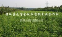 点击查看详细信息<br>标题：基地风采 阅读次数：3780