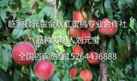 点击查看详细信息<br>标题：元宝金秋红蜜桃3号 阅读次数：1395