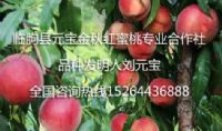 点击查看详细信息<br>标题：元宝金秋红蜜桃3号 阅读次数：1249