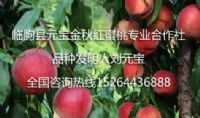 点击查看详细信息<br>标题：元宝金秋红蜜桃3号 阅读次数：1424