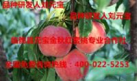 点击查看详细信息<br>标题：元宝金秋红蜜桃3号 阅读次数：1378