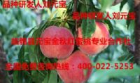 点击查看详细信息<br>标题：元宝金秋红蜜桃3号 阅读次数：1417