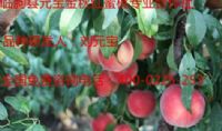 点击查看详细信息<br>标题：元宝金秋红蜜桃3号 阅读次数：1333