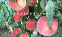 点击查看详细信息<br>标题：元宝金秋红蜜桃7号 阅读次数：2043