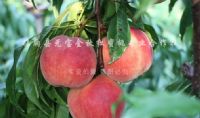 点击查看详细信息<br>标题：元宝金秋红蜜桃7号 阅读次数：1985