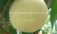点击查看详细信息<br>标题：沂山红桃 阅读次数：2043