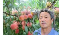 点击查看详细信息<br>标题：沂山红桃 阅读次数：1442