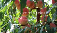 点击查看详细信息<br>标题：沂山红桃 阅读次数：2084