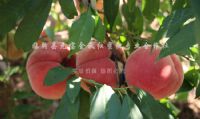 点击查看详细信息<br>标题：沂山红桃 阅读次数：1944