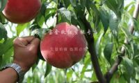 点击查看详细信息<br>标题：沂山红桃 阅读次数：2219