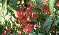 点击查看详细信息<br>标题：沂山红桃 阅读次数：2119