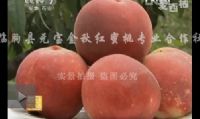 点击查看详细信息<br>标题：沂山红桃 阅读次数：2241