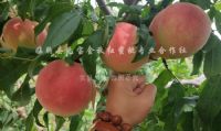 点击查看详细信息<br>标题：沂山红桃 阅读次数：2151