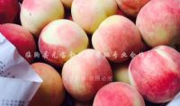 点击查看详细信息<br>标题：金秋红蜜桃1号 阅读次数：2105
