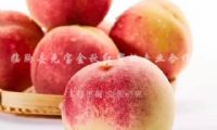 点击查看详细信息<br>标题：金秋红蜜桃1号 阅读次数：2122