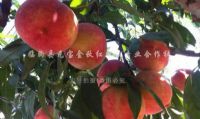 点击查看详细信息<br>标题：金秋红蜜桃1号 阅读次数：2361