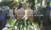 点击查看详细信息<br>标题：金秋红蜜桃1号 阅读次数：2513